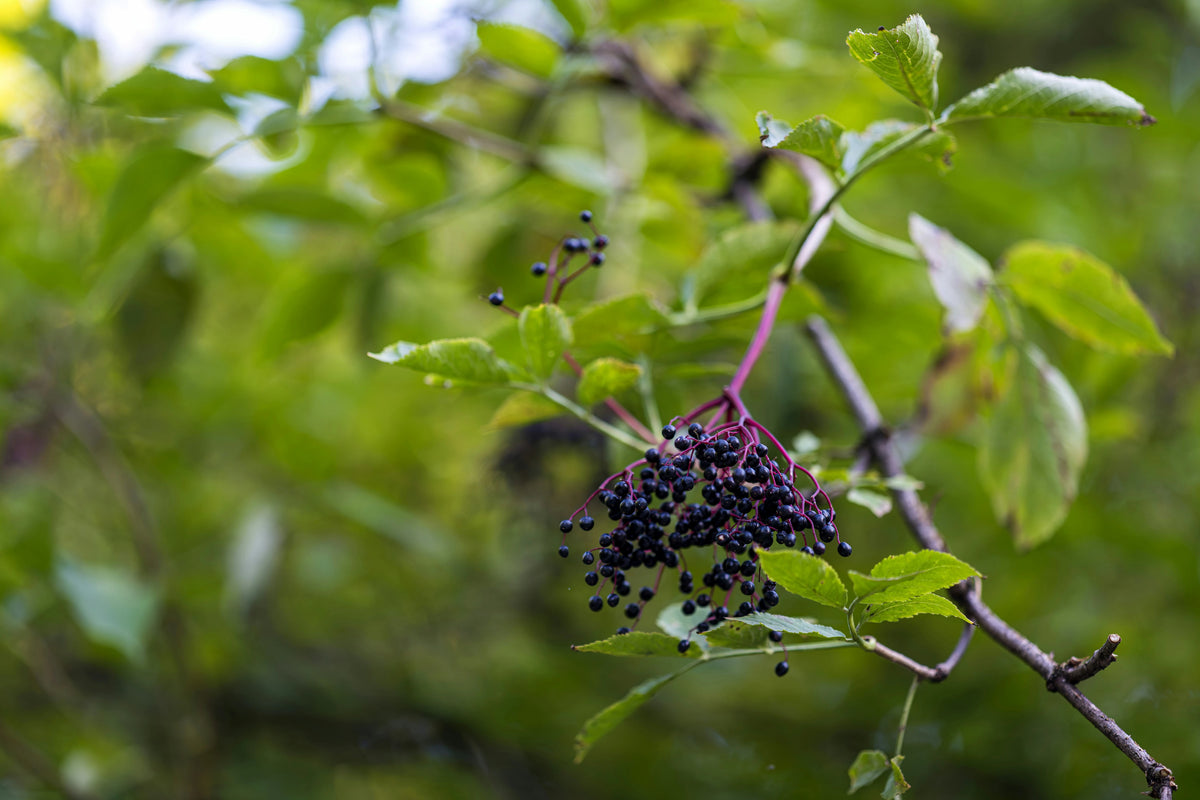 Elderberry